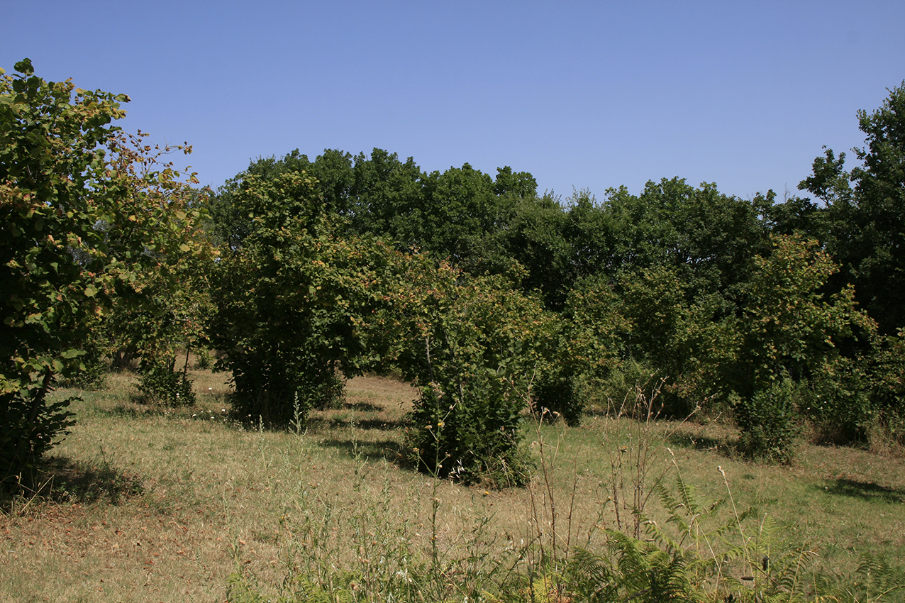 Haselnuss_Baume